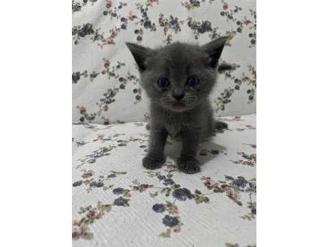 Mersin british shorthair yavrularımız