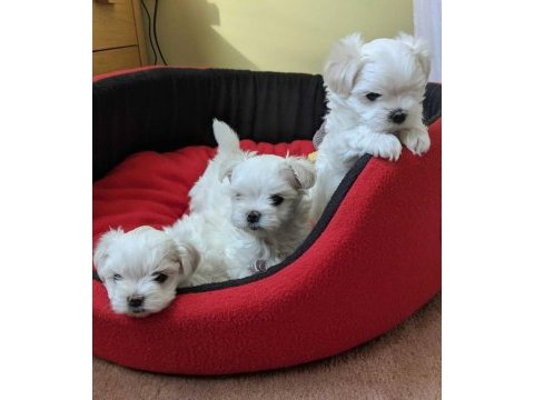 Safkan teacup maltese bebekler