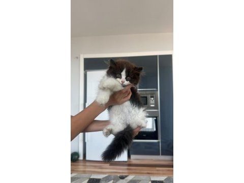 2,5 aylık kedilerimize temiz bakabilecek yer arıyoruz