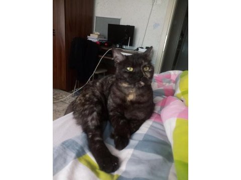 British black tabby kız