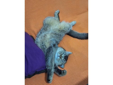 Dişi british shorthair kedime damat arıyoruz