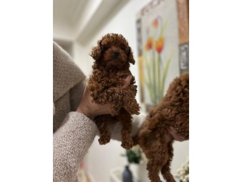 Safkan toy poodle