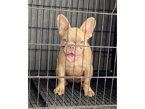 Safkan özel french bulldog
