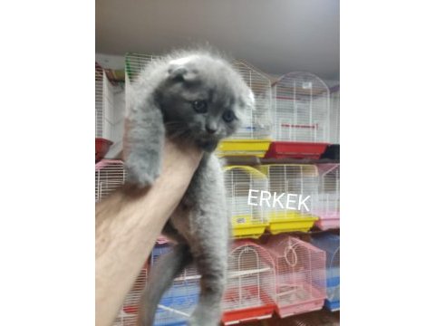 Yavru kedi