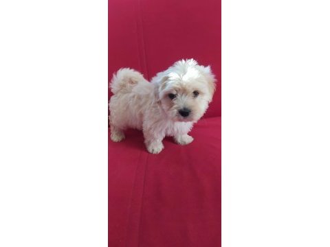 Maltipoo yavru köpeklerimiz