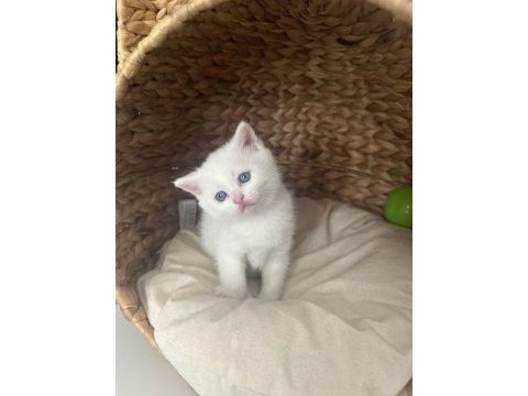 Koca kafa bir yıl be scottish fold kediler