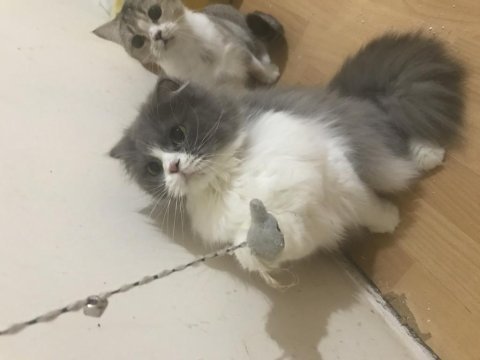 British longhair güzel kızımıza yuva arıyoruz