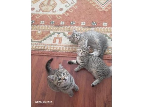 British shorthair yavrularımıza yuva arıyoruz