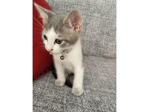 Ücretsiz british shorthair yavru sahiplendirme