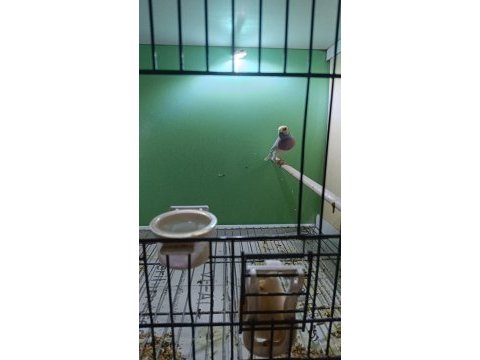 2024 silver takım finch