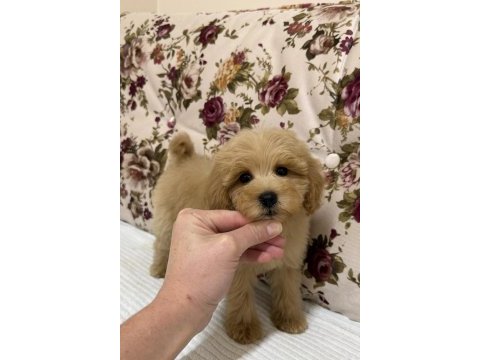 Mini boy maltipoo