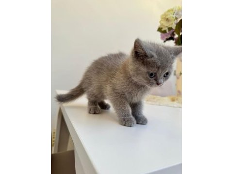 British shorthair kedimiz