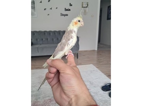 Üreticiden sultan papağanı yavru