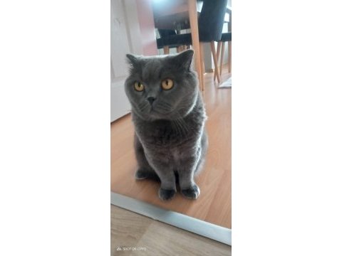 Scottish fold badem yuvasını arıyor