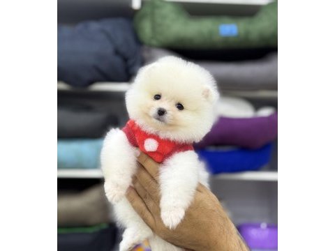 Pomeranian boo