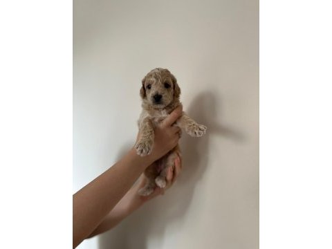 45 günlük anne altından yavru köpeklerimiz