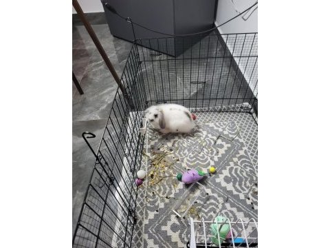 Böyle tatlı bi tavşan yok