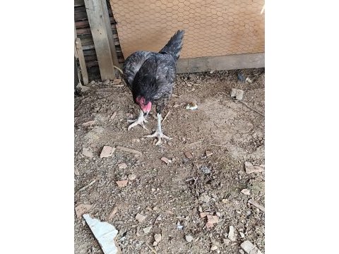 Hint tavuğu ben yavrularını aldım içi anaç tavuktur