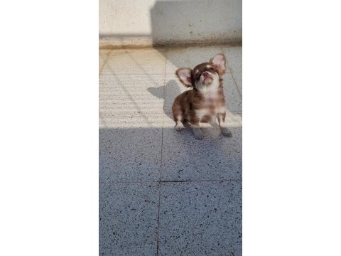 Teacup longhair chihuahua erkek yavru