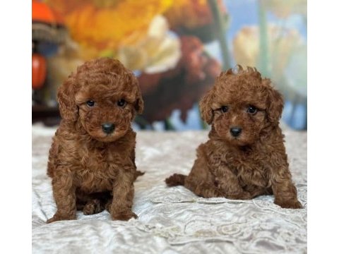 Toy poodle yavrularım
