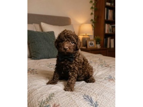 Süper renk poodle