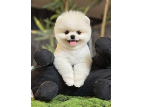 Pomeranian boo kardeşler