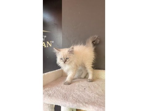 Yavru bebek blue point mavi gözlü british longhair