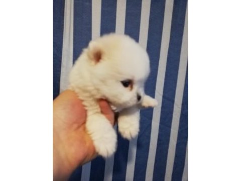 3 aylık pomeranian köpekler