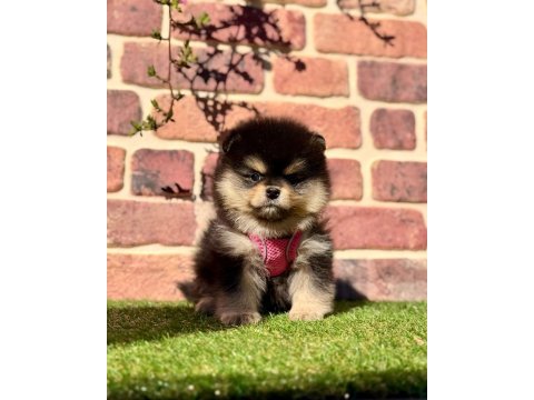Pomeranian boo 2.5 aylık dişi erkek