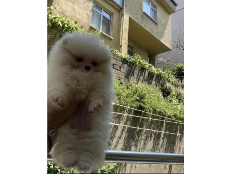 Üst segment sağlık ve ırk garantili pomeranian bebekler