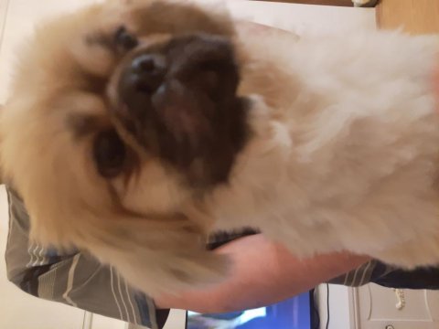 Pekinez çok sevimli