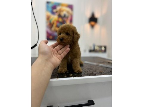 Toy poodle erkek yavrumuz yeni yuvasını arıyor