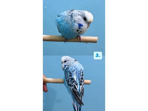 Yeni yeme düşmüş jumbo muhabbet kuşu yavrular