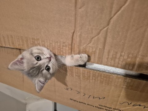 British shorthair yavrularıma bir yuva
