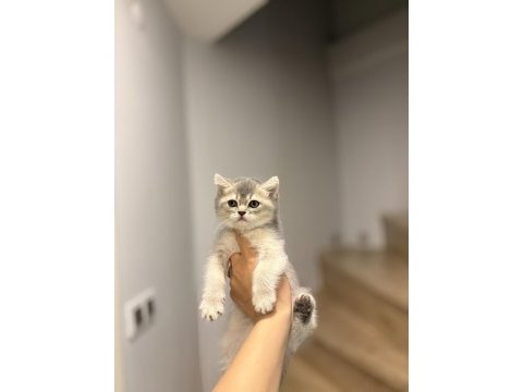 Brıtısh shorthair safkan  yavrularım 