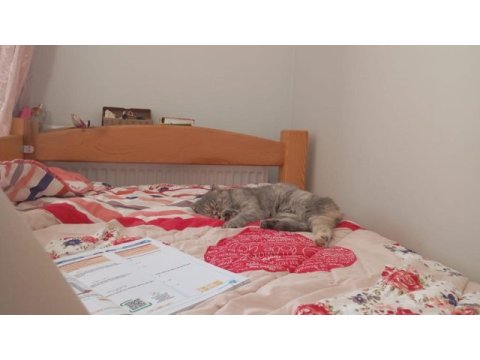 7 aylık scottish fold bebek için yuva aranıyor