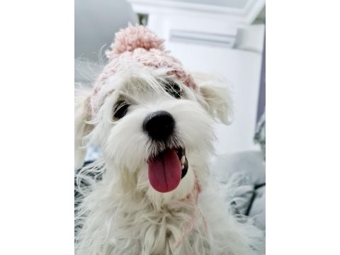 Maltese köpeğimize sıcak bir yuva