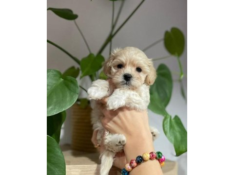 Evinize neşe katacak maltipoo yavruları