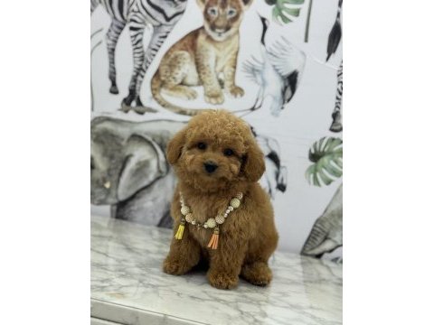 Orjinal maltipoo