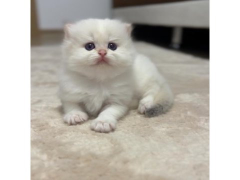 British longhair ve shorthair 2 erkek bebeğimiz