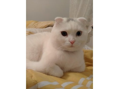 Scottish fold