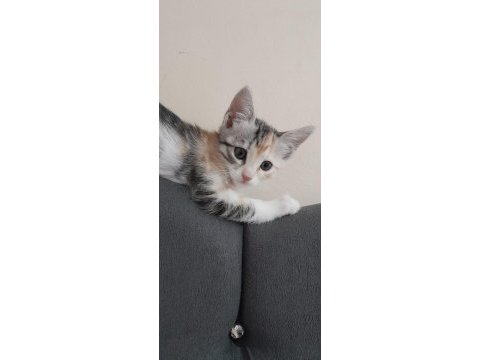 Nami'nin yavrularına yuva arıyoruz