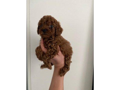 Toy poodle canlar orijinal ev doğumlu