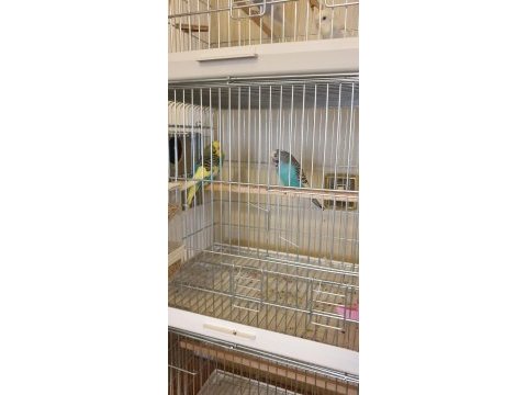 Renk güzeli genç bakıcı takım muhabbet kuşu