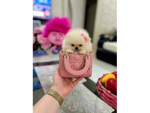 Mikro boy pomeranian prenses