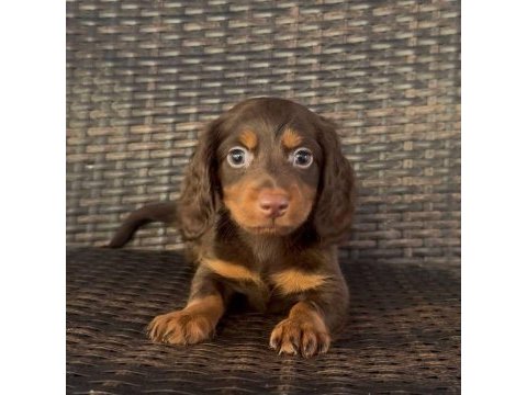 Çikolata tan longhair yavru köpekler