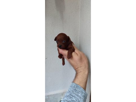 Bebek yüzlü poodle
