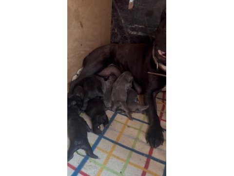 45 güne hazır french bulldog yavrular