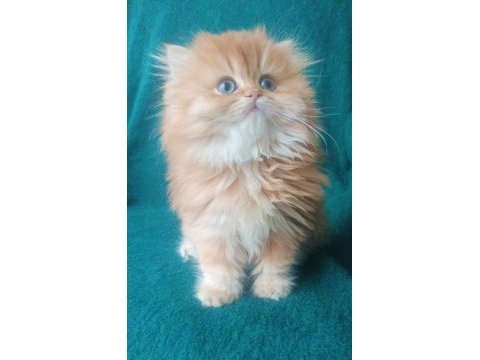 Şecereli safkan erkek british longhair yavrumuz