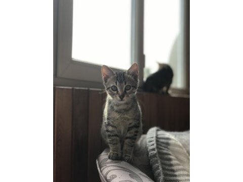 5 aylık yakışıklı tekir oğlan